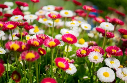 A beautiful garden scene showcasing vibrant Bellis perennis flowers in full bloom with red and white petals.