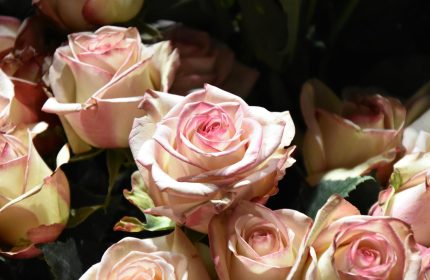 Close-up of blooming pink roses illuminated by sunlight, showcasing their vibrant petals.