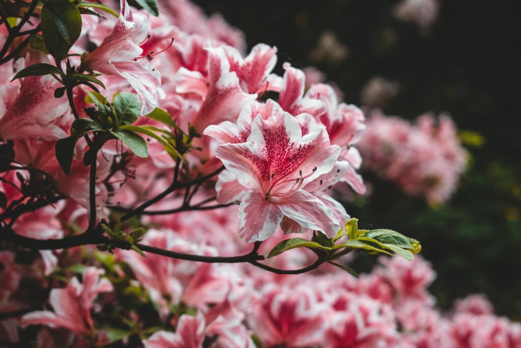 Vibrant pink azalea flowers in full bloom captured in a detailed close-up.