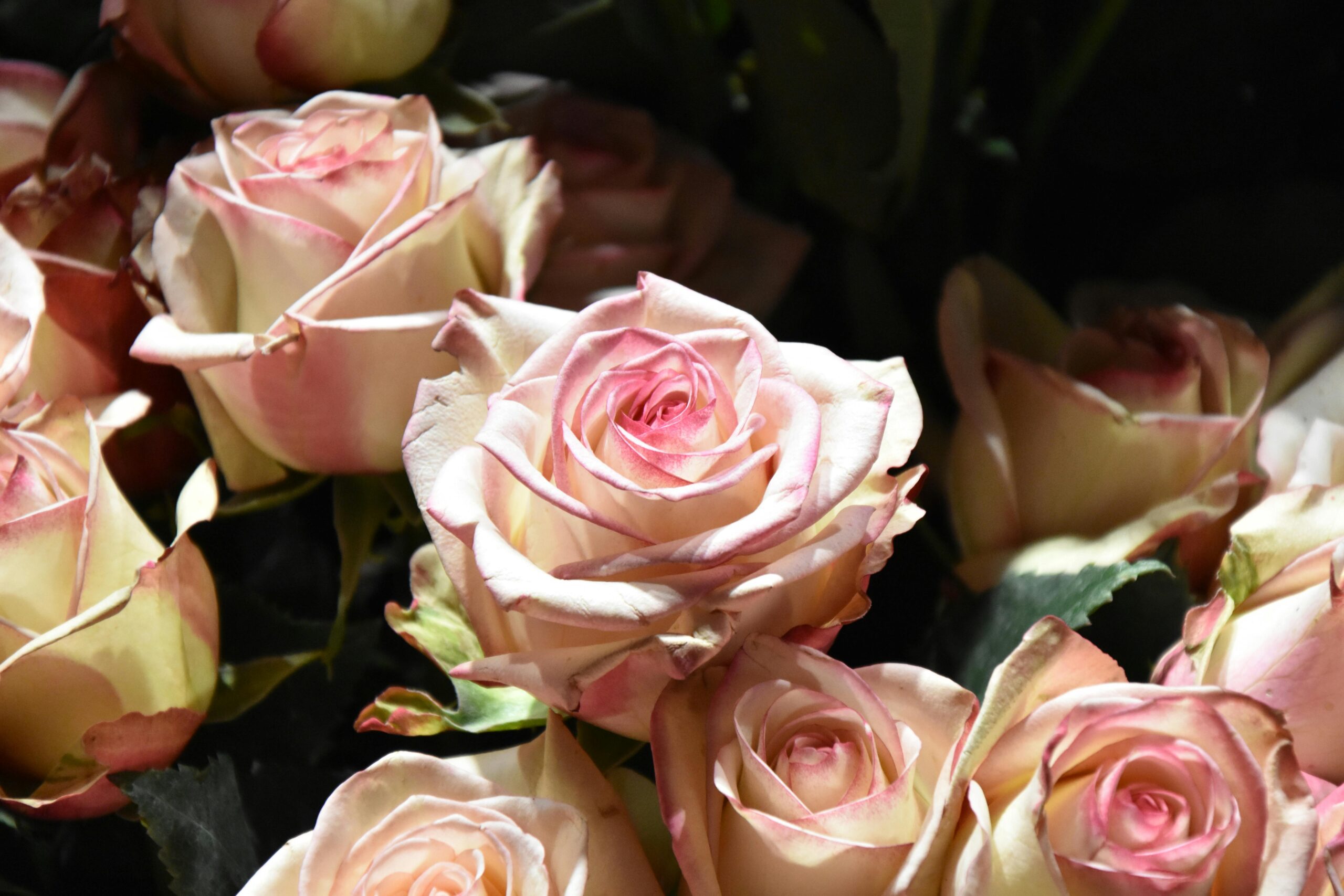 Close-up of blooming pink roses illuminated by sunlight, showcasing their vibrant petals.